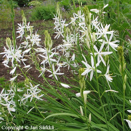 Thkhietalilja, Anthericum liliago 'Major'